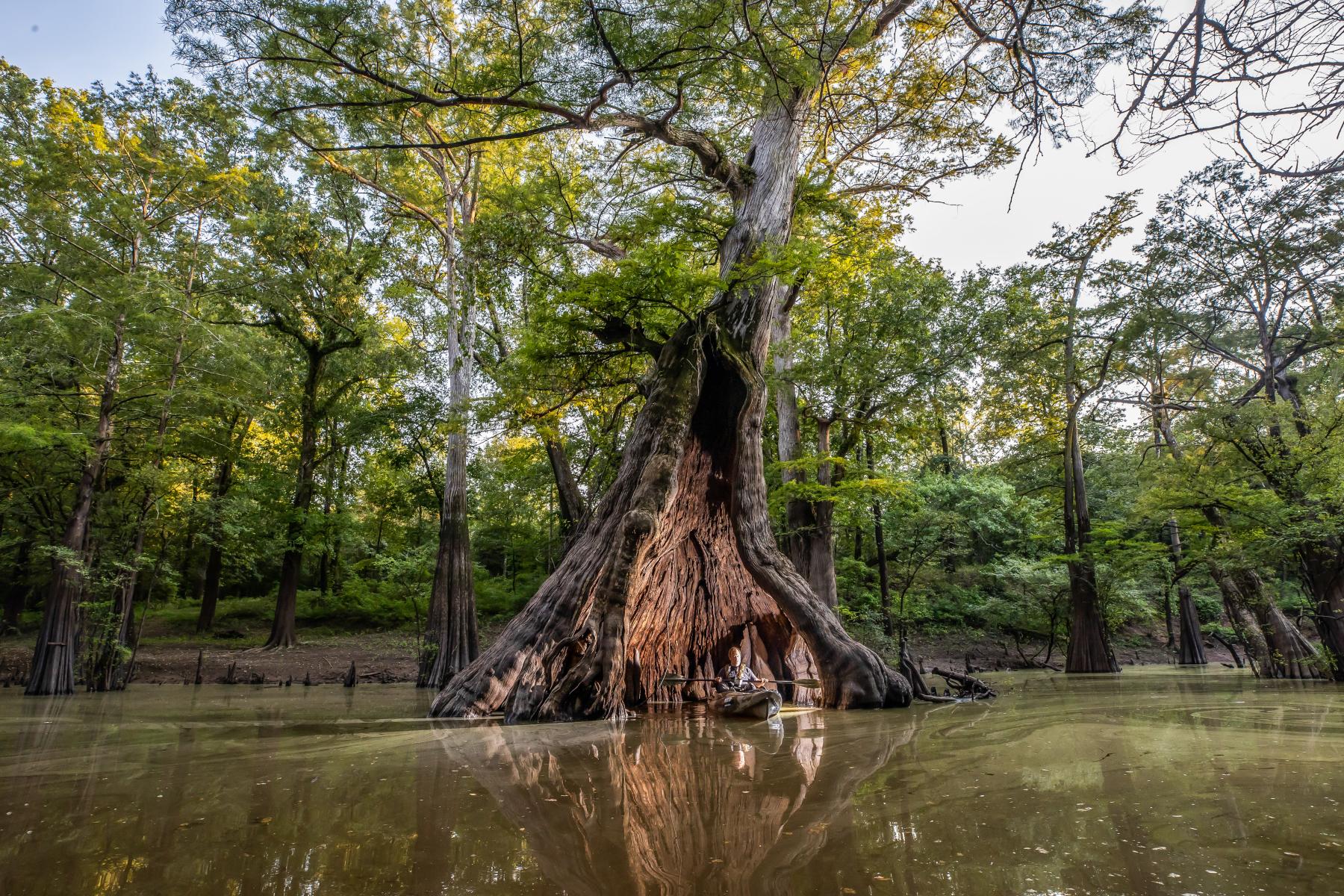 Kayaker at Chemin-A-Haut Castle Tree