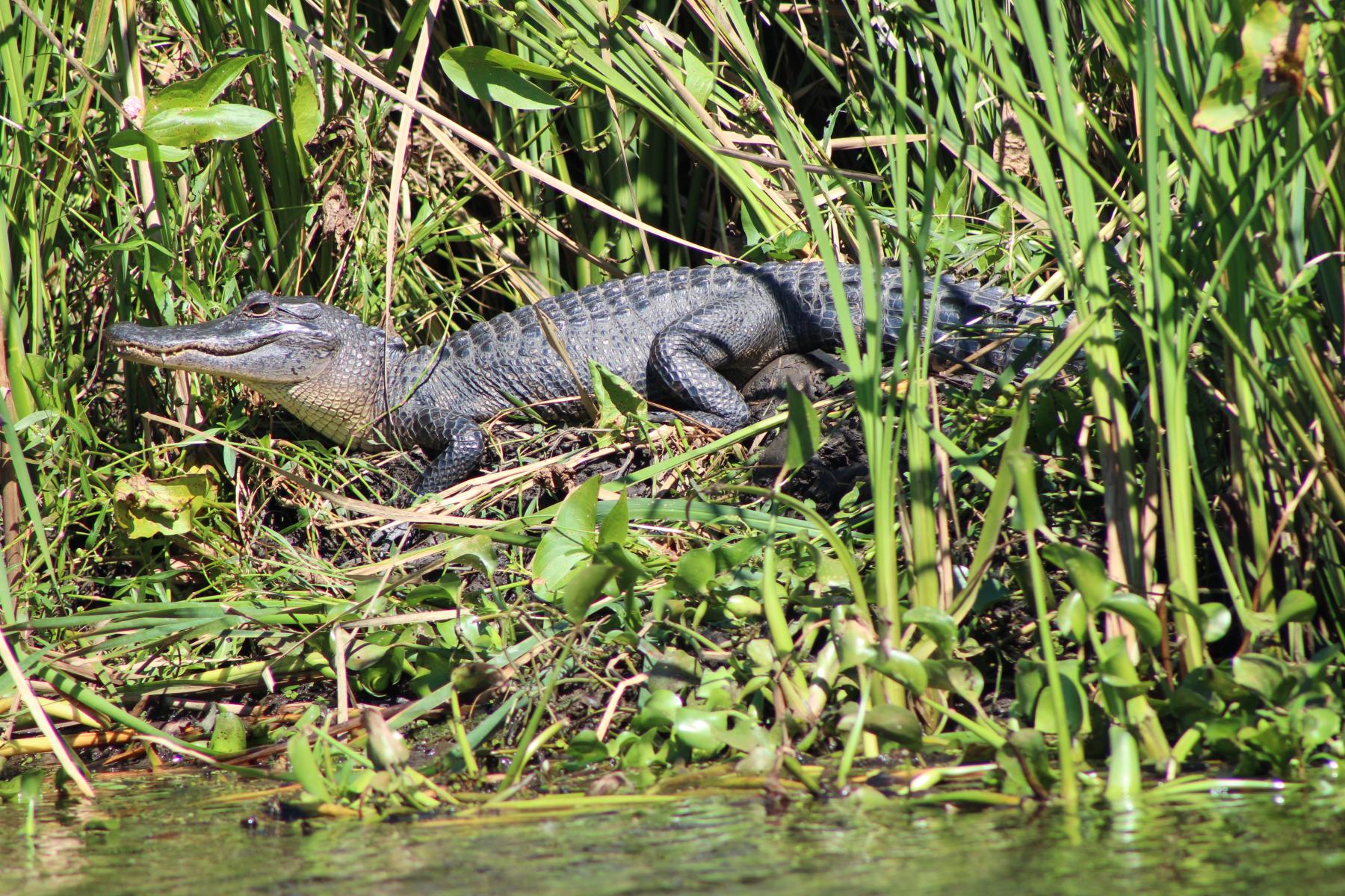 Alligator at Bayou Segnette